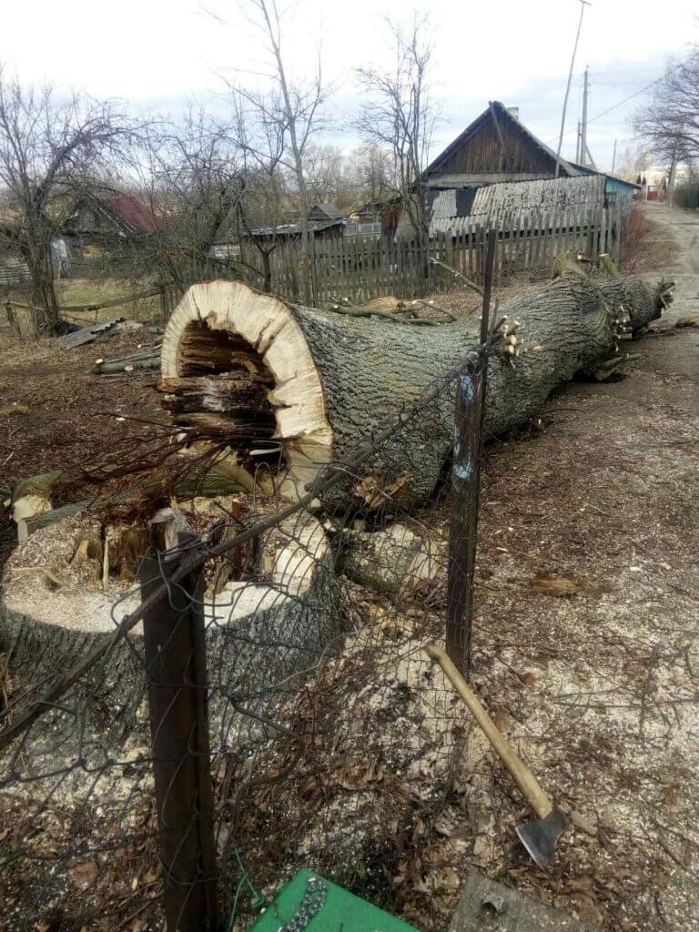 Валка деревиев в Могилёве